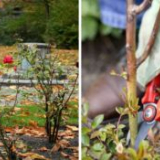 Kdy stříhat růže na zimu, záleží na regionu